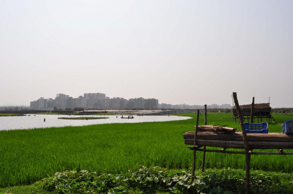 Agricultural lands in Dhaka. The image taken from Ward 15, Dhaka North City Corporation
