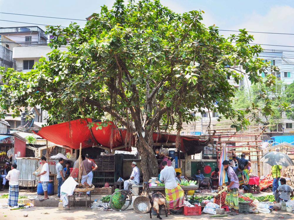 Roadside trees in Dhaka. The image taken from Zoo Road, Ward 7, Dhaka North City Corporation